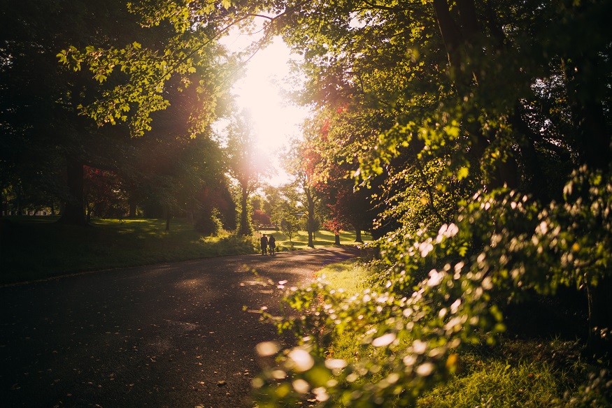 best hostels in belfast, sun shining through the trees in park in belfast